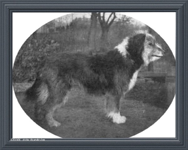 bearded collie anno 1915