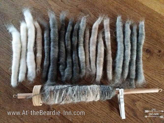 all shades of Beardie wool on a drop spindle