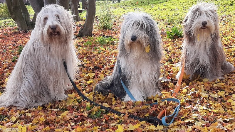 logeetje Hazel BB&B de Hondentuin