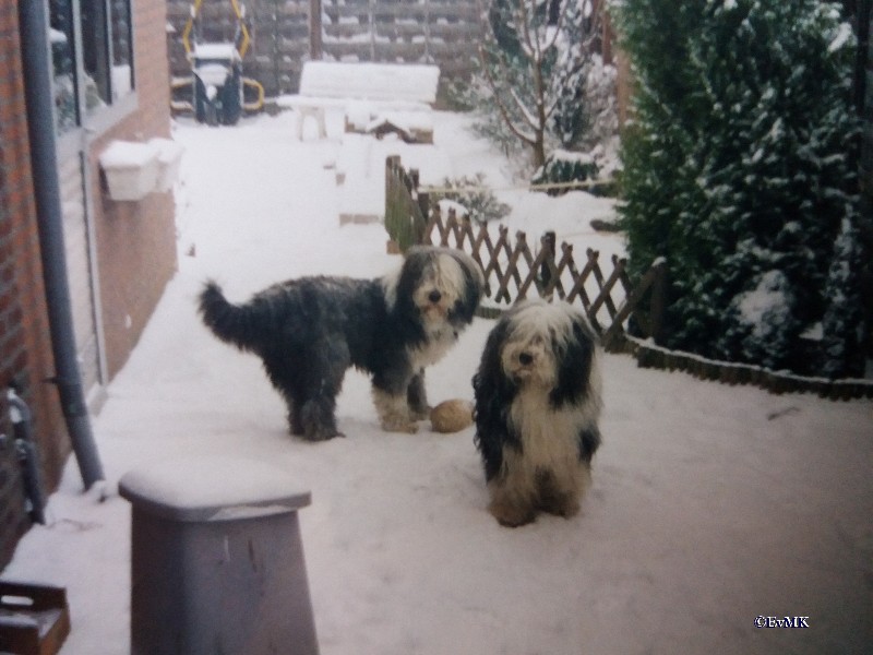 chico en misty in sneeuw