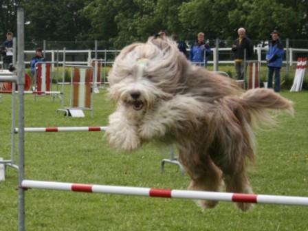 Beardie dobby en agility