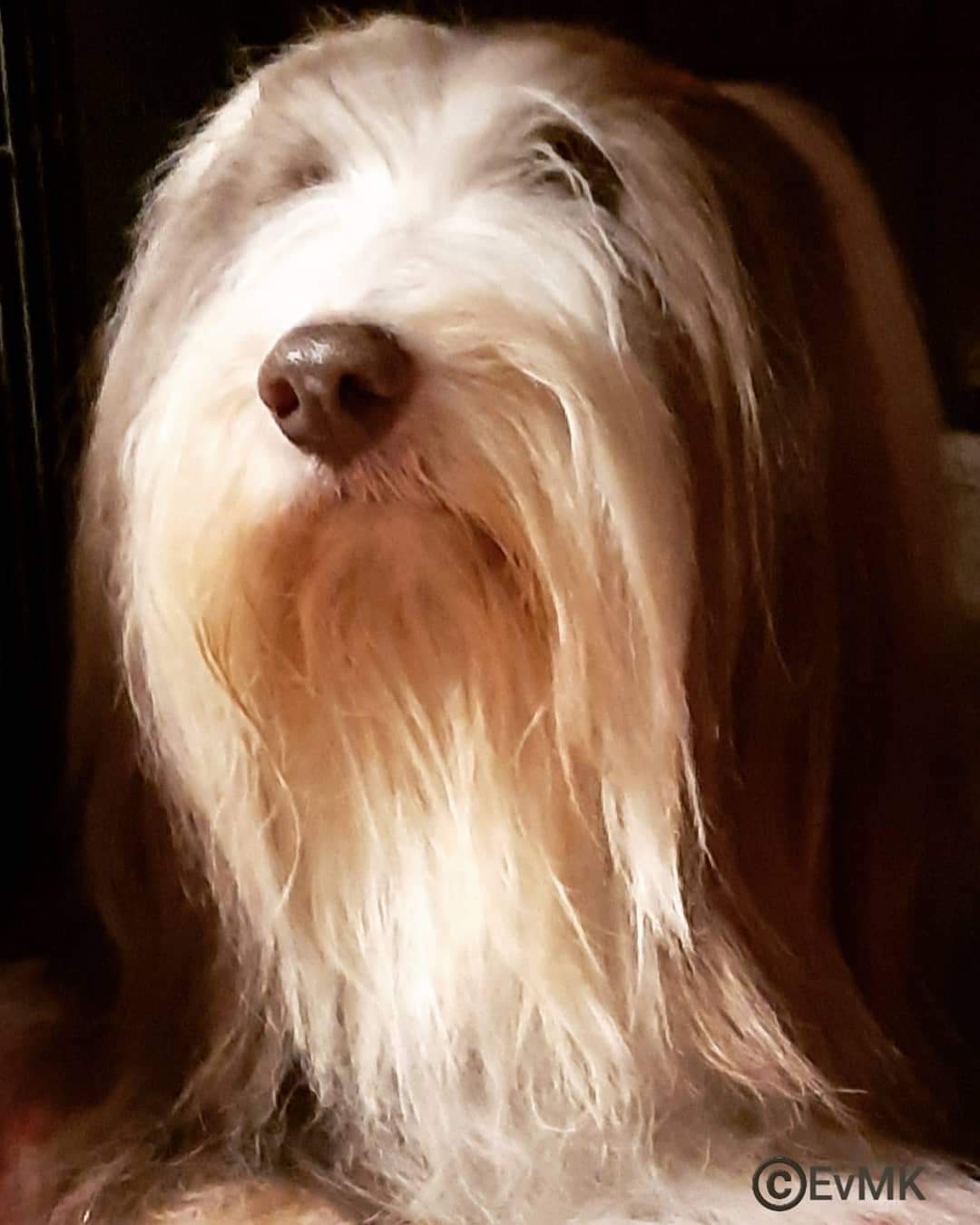 mooie baardfoto van bearded collie Keshia