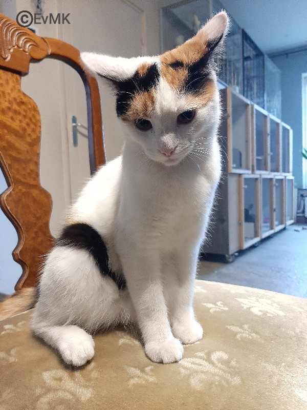 onze calico kattenmeisje