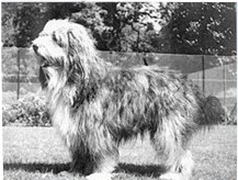 geschiedenis bearded collie;Bailey of Bothkennar