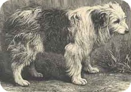 de vroegere bearded collie