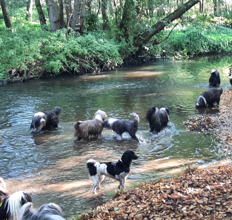 deel beardies in het water bij swalmen