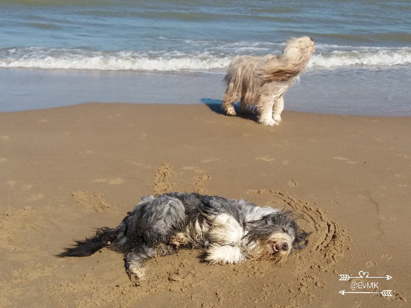 samen met dobby op strand