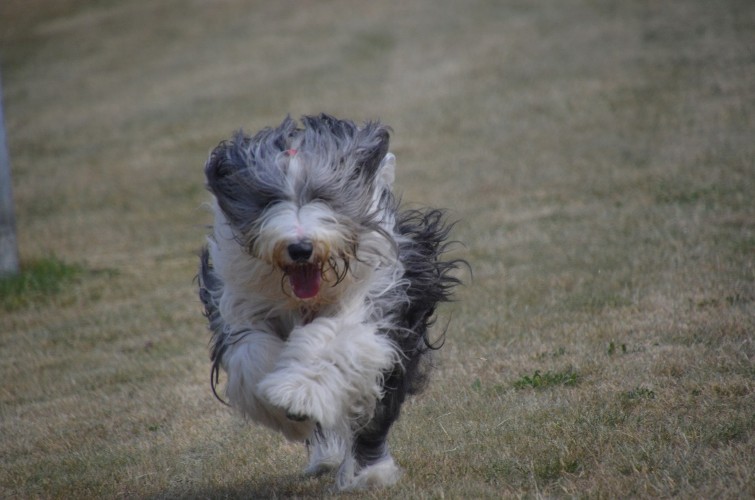 Suzy, 2 en half jaar, net bij ons